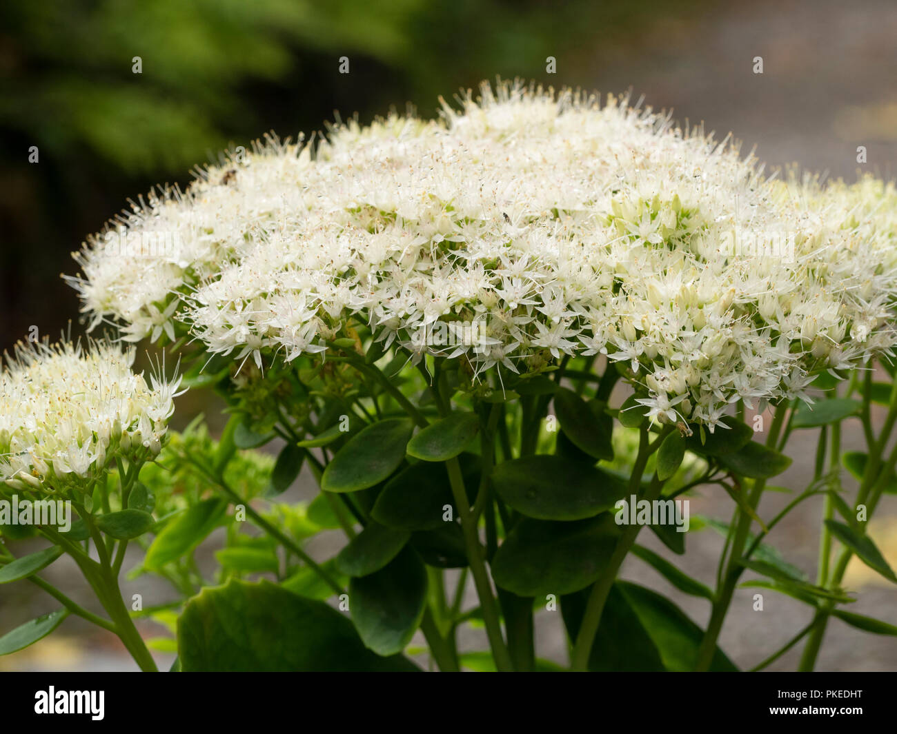 White flowers in the head of the early Autumn flowering herbaceous hardy succulent, (Sedum) Hylotelephium spectabile 'Iceberg'. Stock Photo