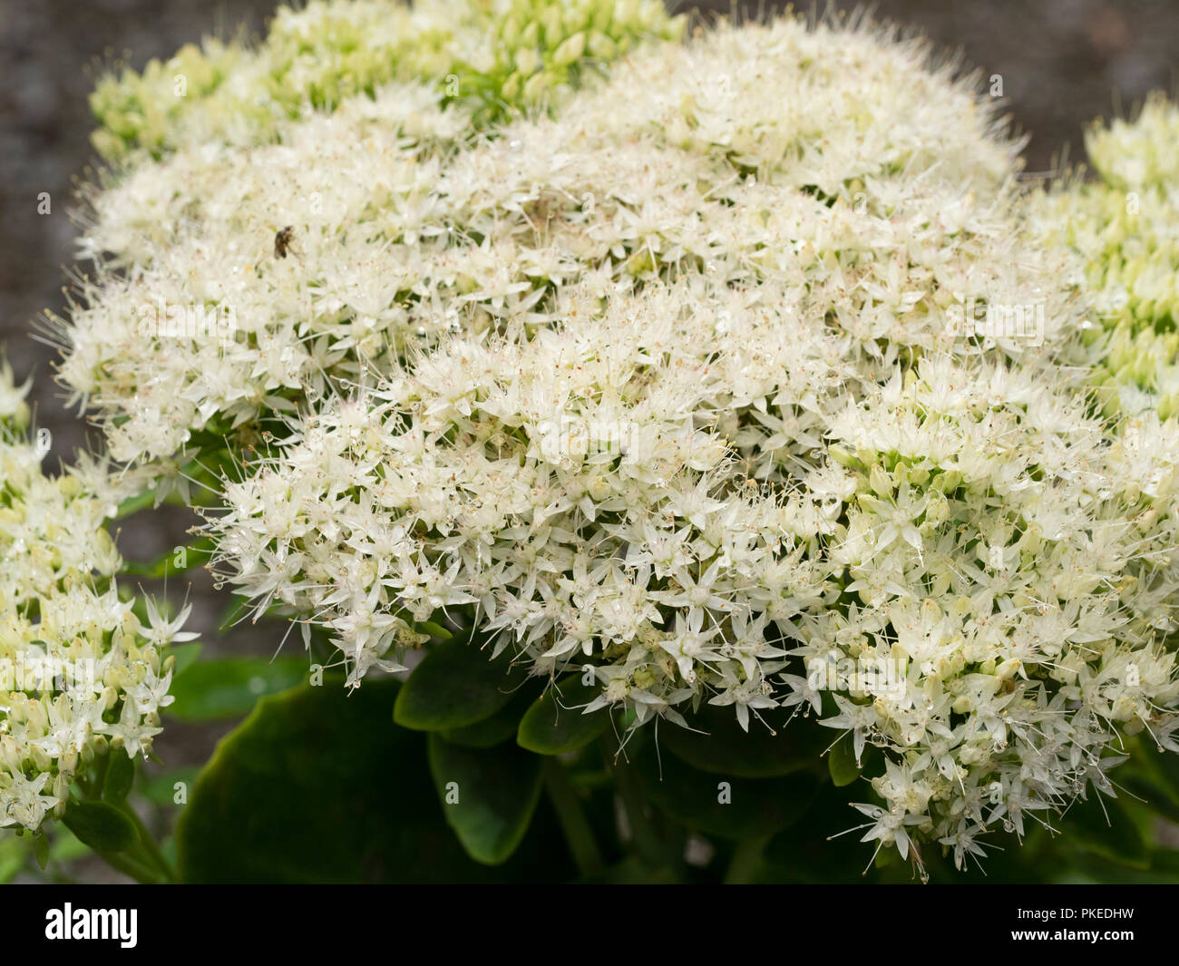 White flowers in the head of the early Autumn flowering herbaceous hardy succulent, (Sedum) Hylotelephium spectabile 'Iceberg'. Stock Photo
