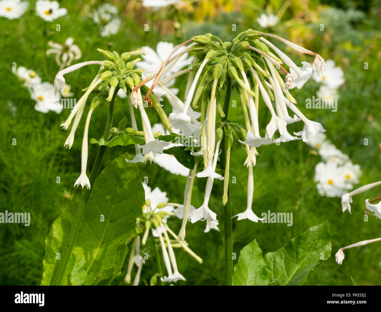 Scented, tubular white flowers of the tender biennial tobacco plant, Nicotiana sylvestris Stock Photo