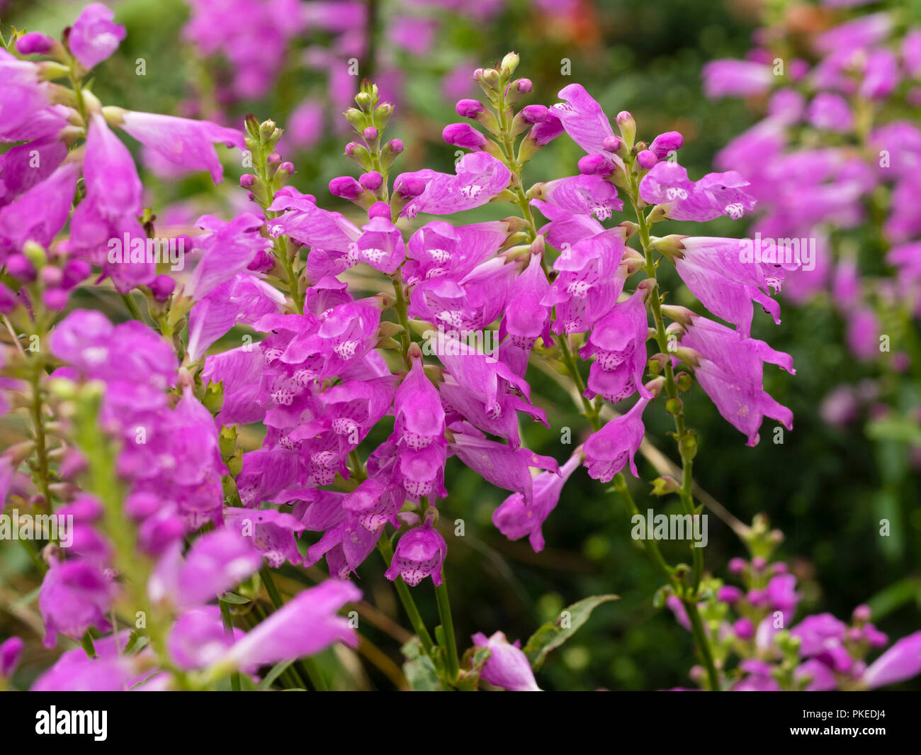 LAte summer pink flowers on upright stems of the hardy perennial obedient plant, Physostegia virginiana Stock Photo