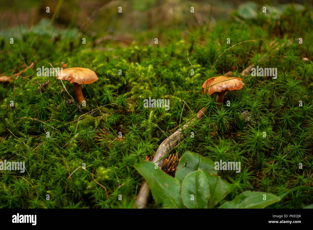 Brown and yellow mushrrom on green moss in forest Stock Photo