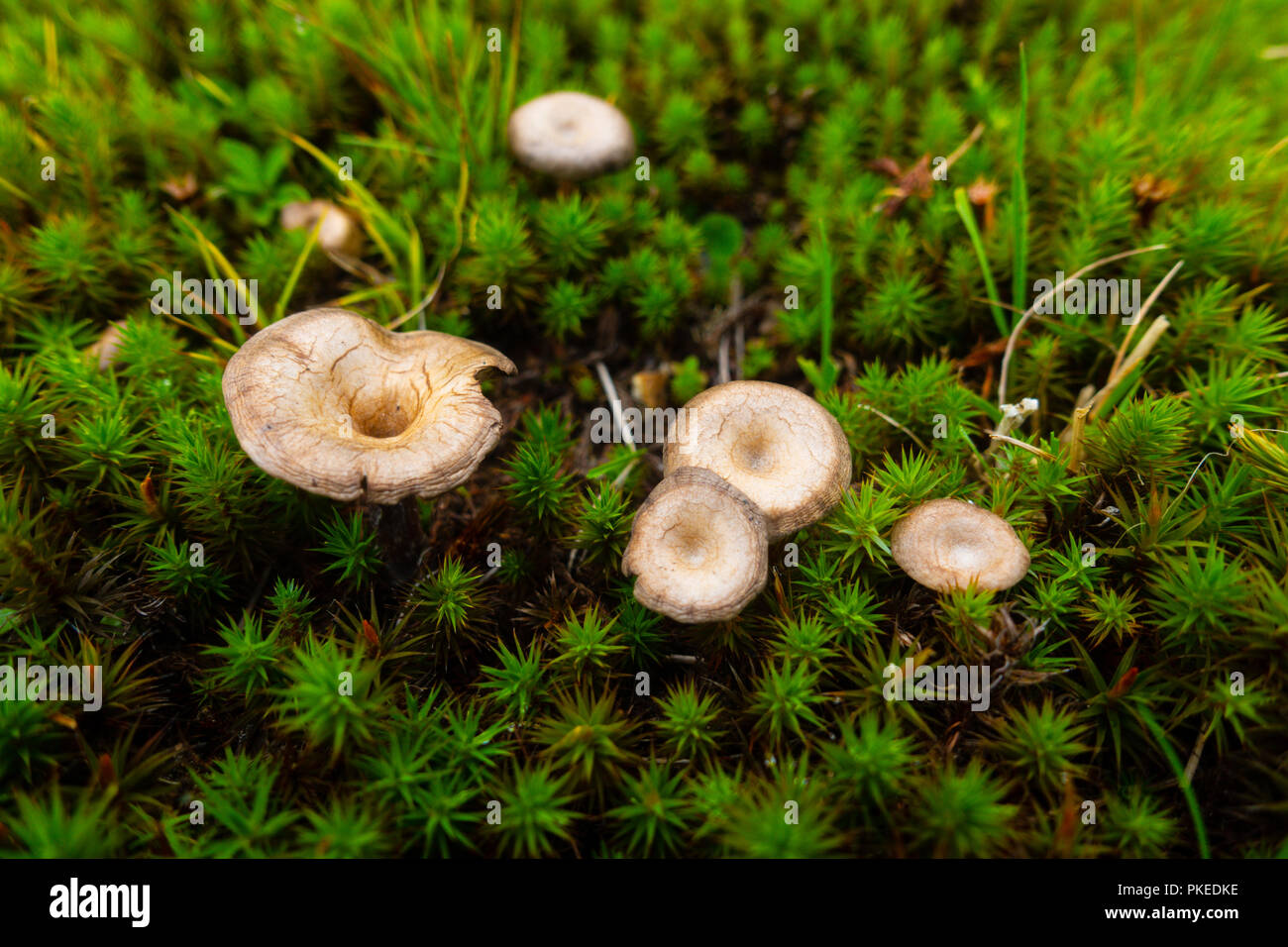 Brown and yellow mushrrom on green moss in forest Stock Photo