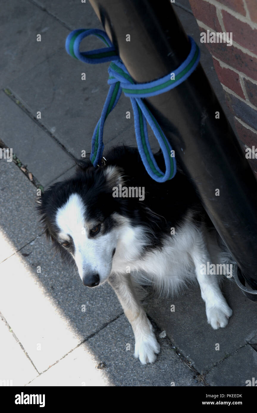 Sheepdog tied up outside shop hires stock photography and images Alamy
