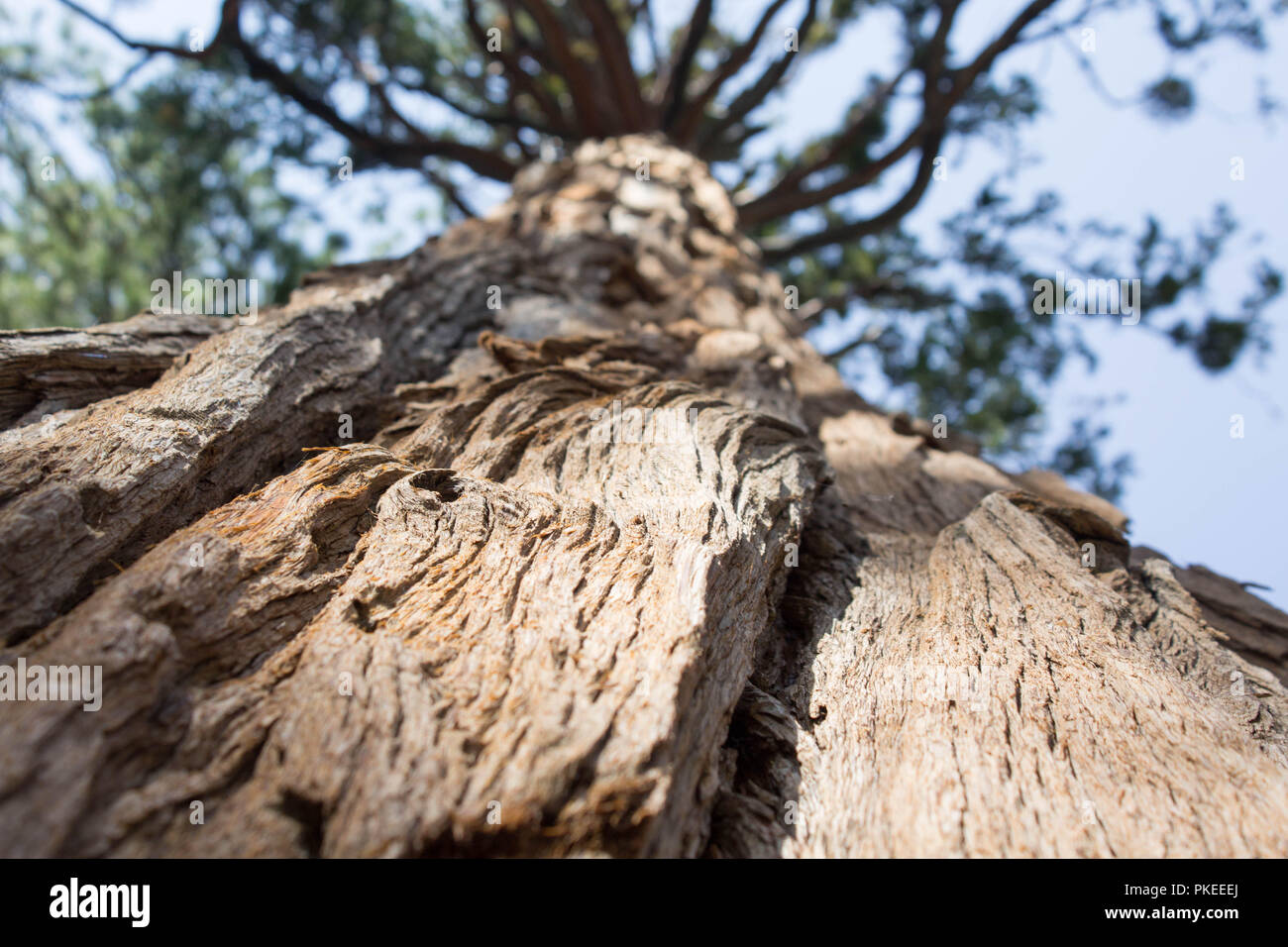 Looking up a tree Stock Photo Alamy