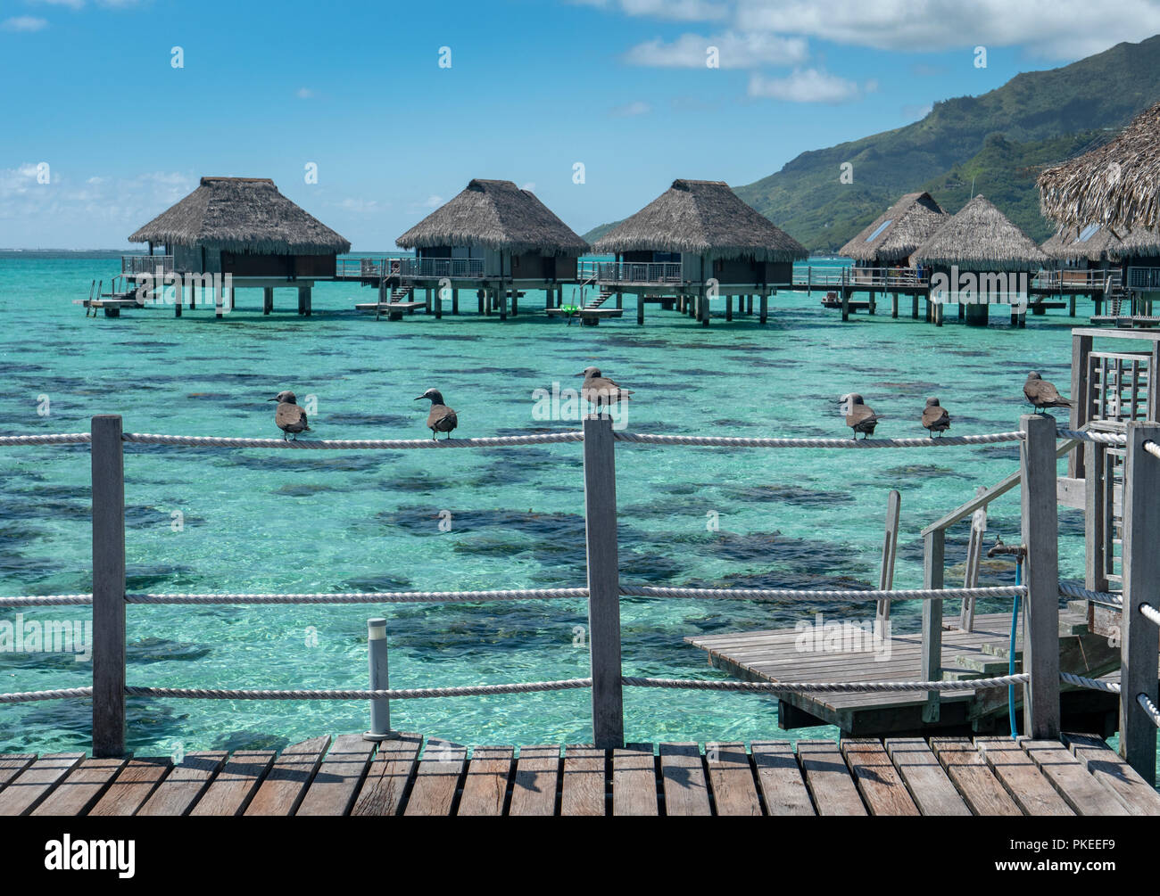 Over the water bungalows at the Hilton Lagoon Resort and Spa, Papetoai, Moorea, Tahiti, French Polynesia Stock Photo