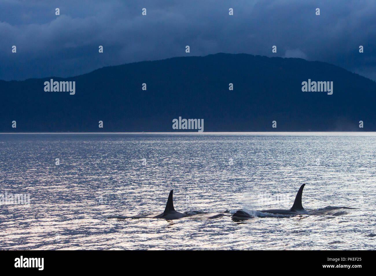AG Pod of resident killer whales traveling in dramatic scenery and sunset conditions in Chatham strait Southeast Alaska Stock Photo