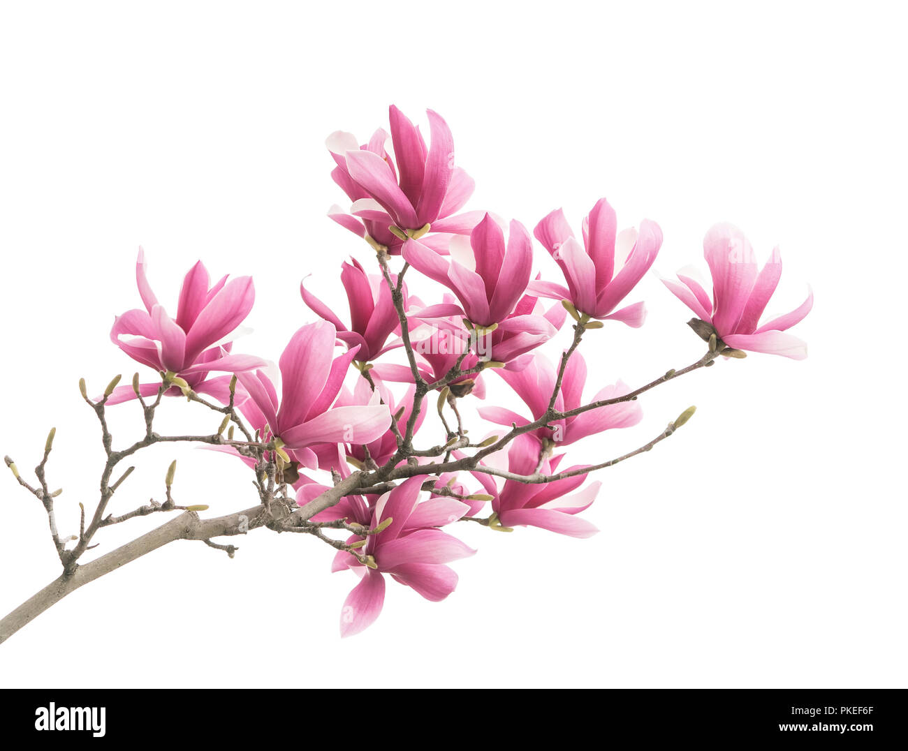 Pink magnolia flowers isolated on white background Stock Photo - Alamy