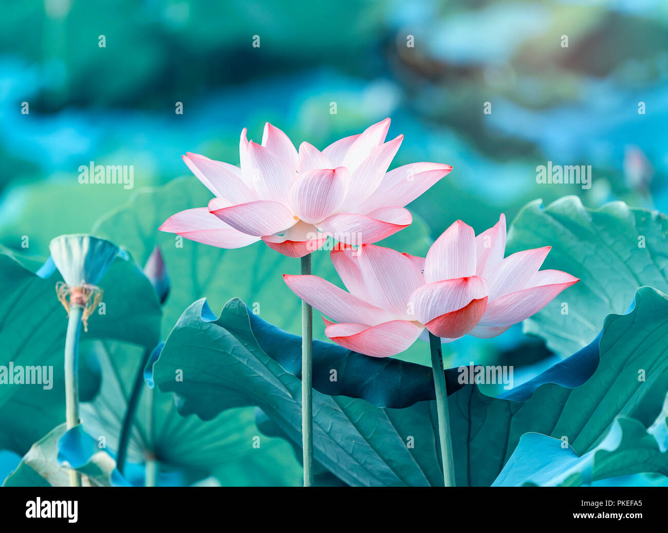 Lotus flower and Lotus flower plants Stock Photo Alamy