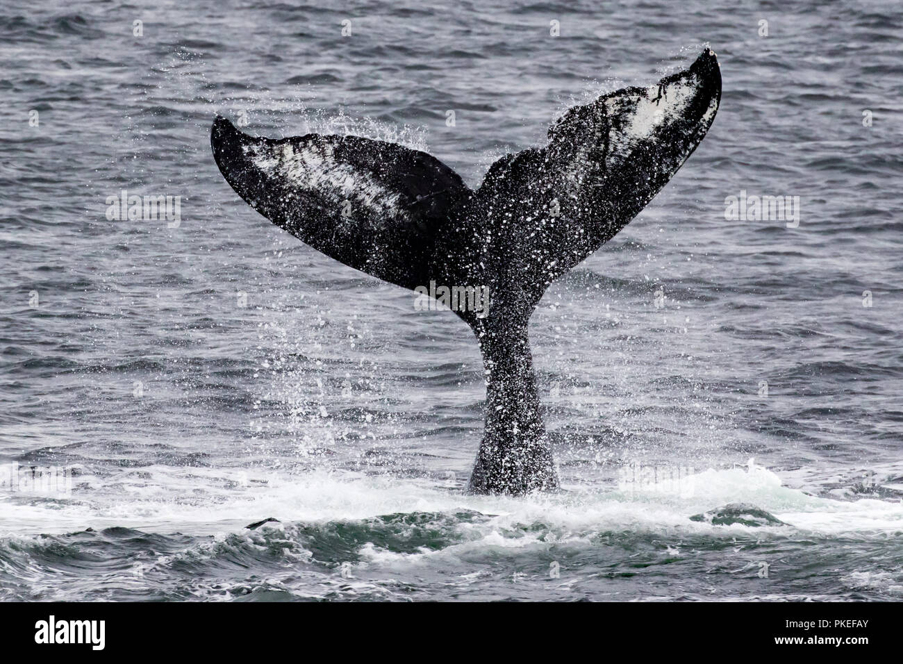 Humpback whale named Carina lifts its tail high into the air during a session of cooperative bubble net feeding in Chatham strait in southeast Alaska Stock Photo
