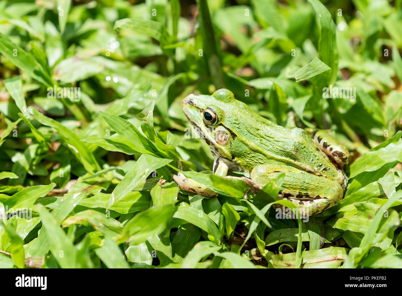 Frog in the grass hi-res stock photography and images - Alamy