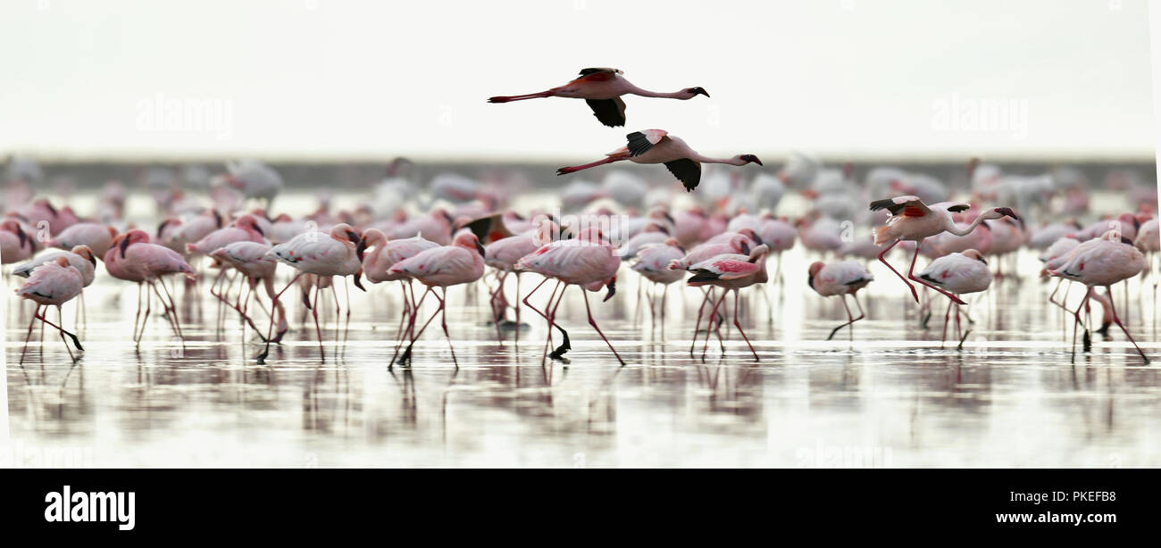 Colony of Flamingos on the Natron lake.Lesser Flamingo Scientific name