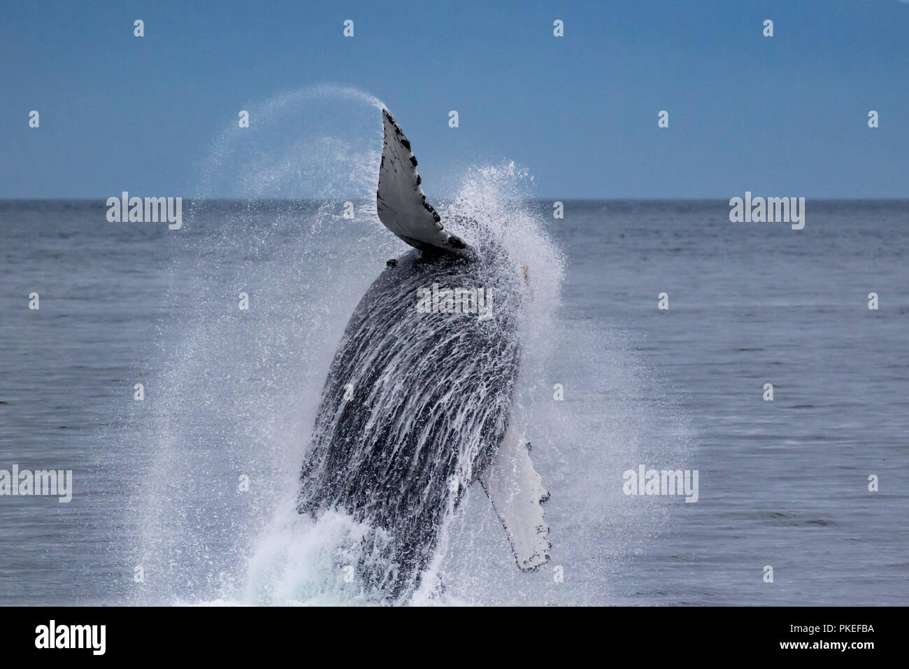 A humpback whale breaches high into the air in Chatham Strait in Southeast Alaska, USA Stock Photo