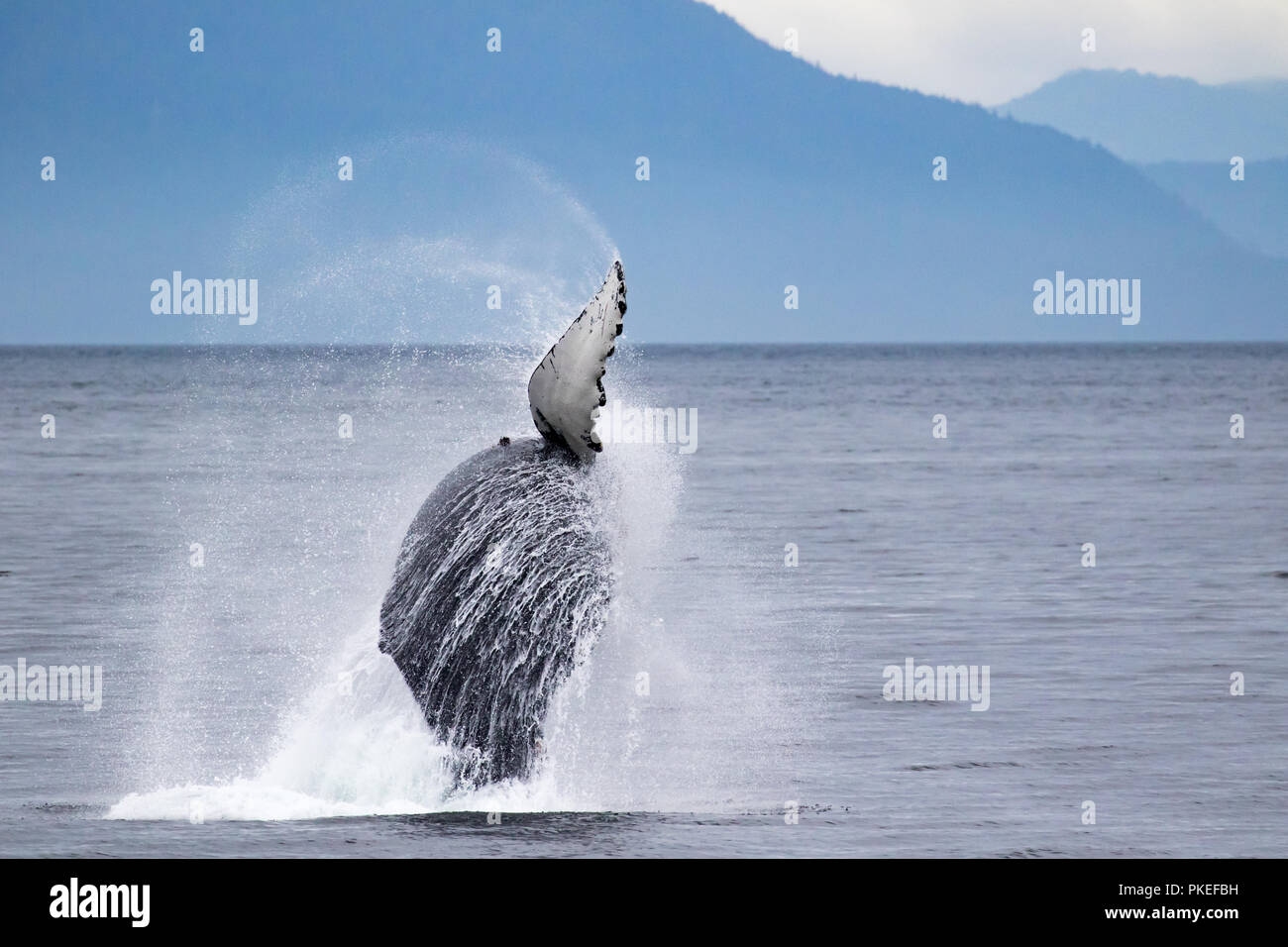 A humpback whale breaches high into the air in Chatham Strait in Southeast Alaska, USA Stock Photo