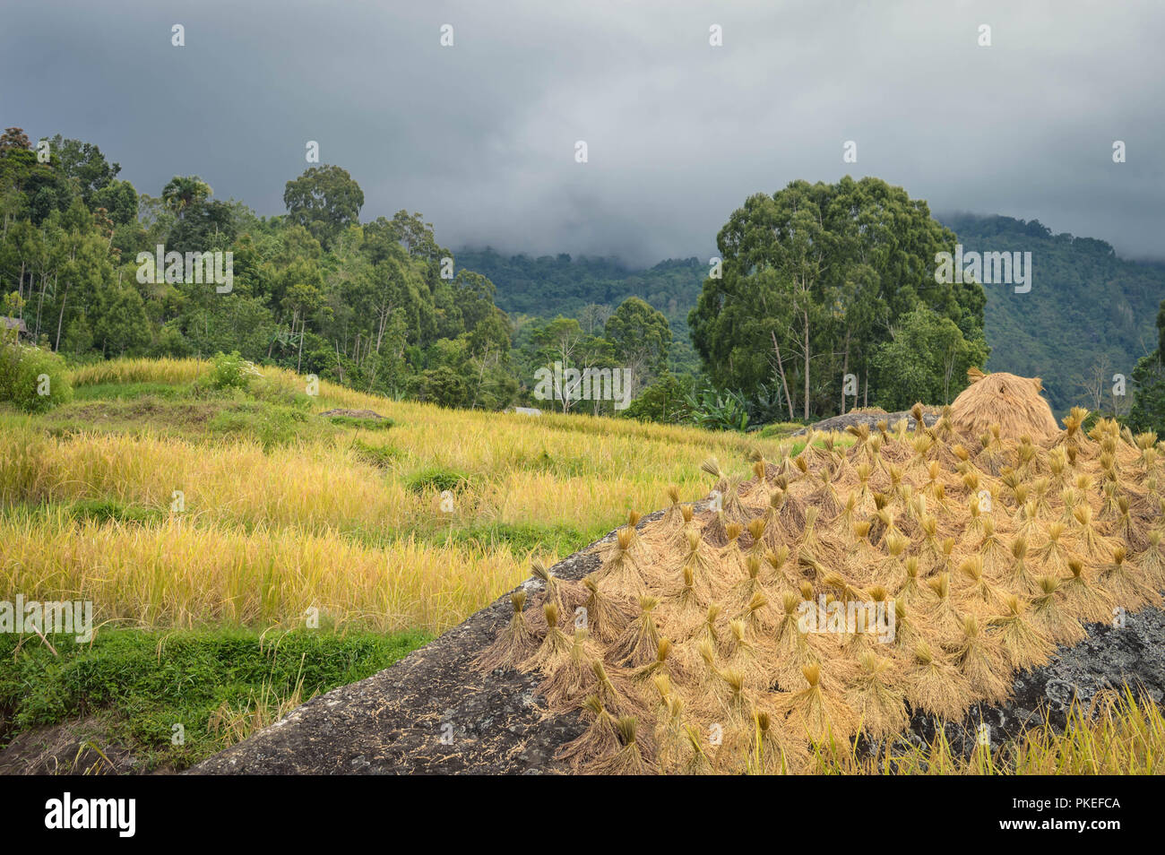 Beautiful landscape of the rice fields and rice being harvested in Tana Toraja highlands near Batutumongi village. South Sulawesi, Indonesia Stock Photo