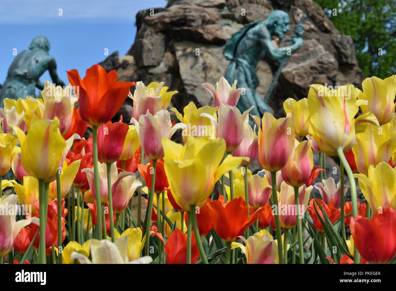 The iconic Spring Tulip Festival in Washington Park, Albany, Upstate