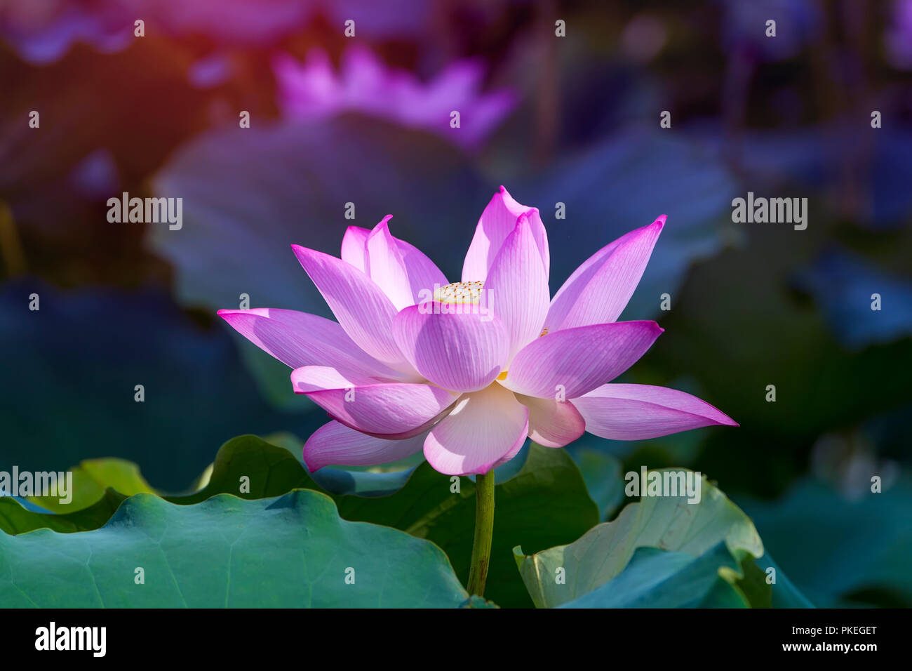 Lotus flower and Lotus flower plants Stock Photo Alamy