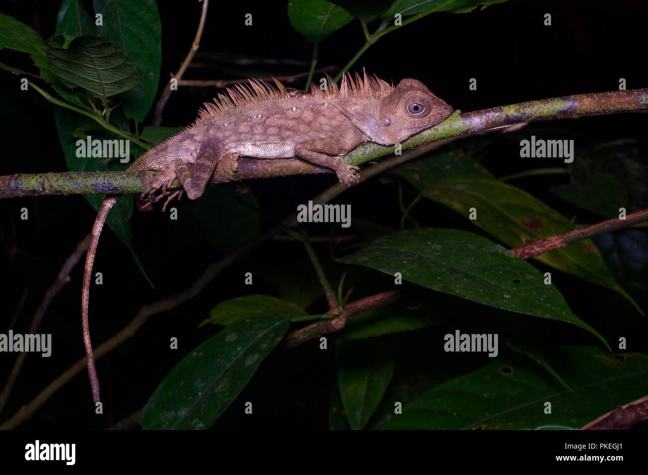 A Borneo Angle-headed Lizard (Gonocephalus bornensis) resting at night in the rainforest of Gunung Mulu National Park, Sarawak, East Malaysia, Borneo Stock Photo