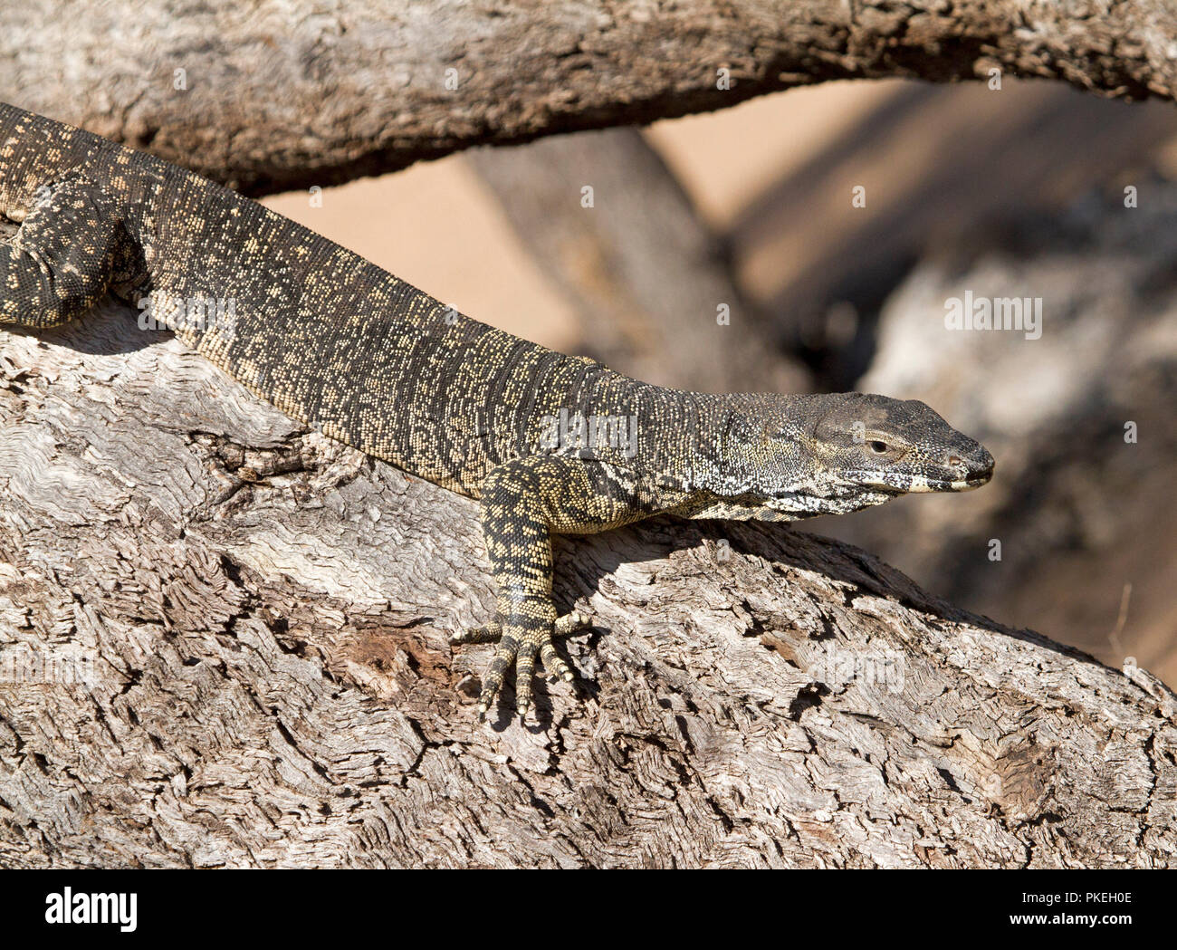 Australian goanna, lace monitor lizard , on branch of large dead tree at Culgoa National Park in outback NSW Stock Photo