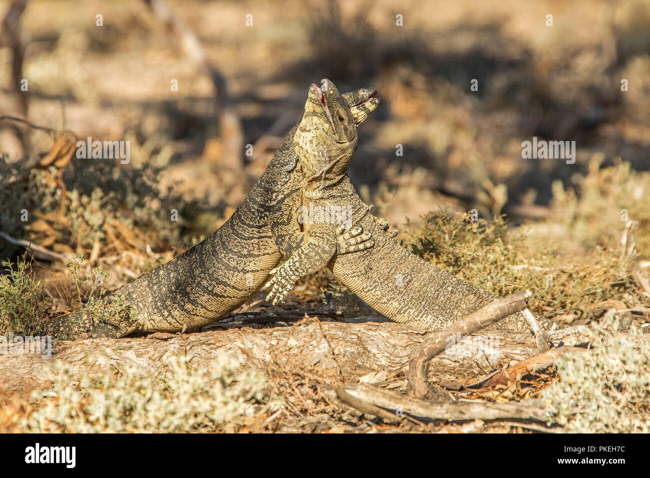Two Australian goannas / lace monitor lizards mating in the wild at Culgoa National Park in outback NSW Stock Photo