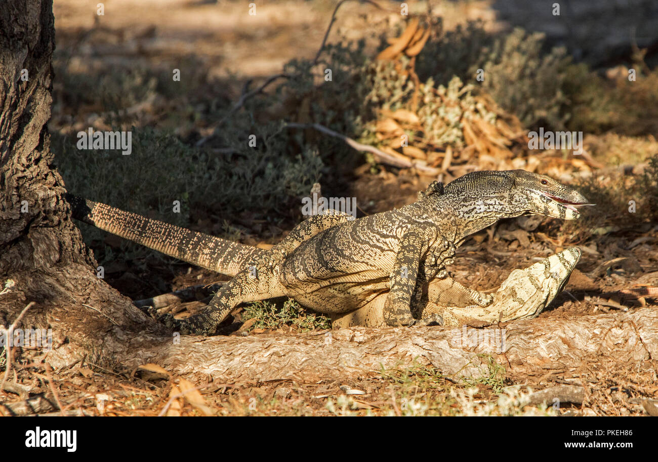 Two Australian goannas / lace monitor lizards mating in the wild at
