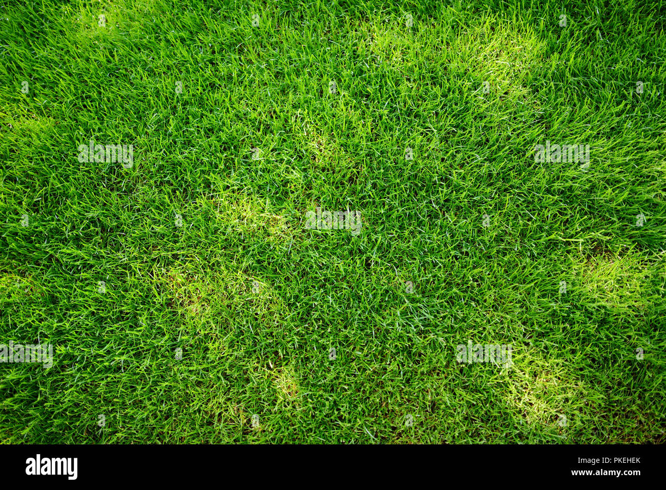 Perfectly outlet mowed lawn