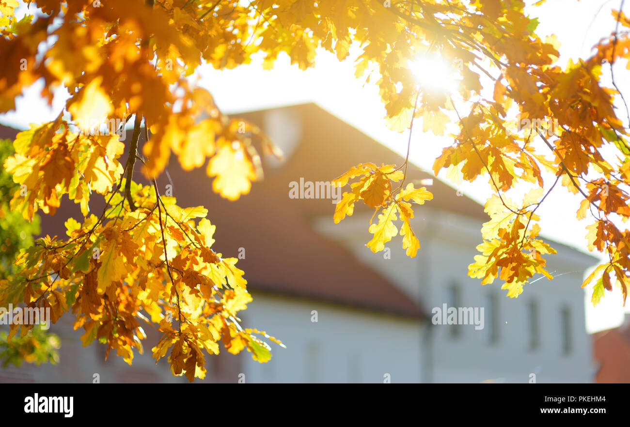 Beautiful golden oak leaves on a tree branch on bright autumn day Stock ...
