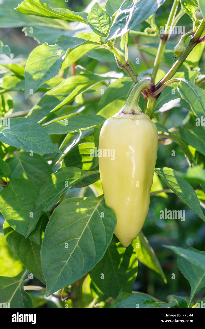 Green bell pepper growing on bush in the garden. Bulgarian or sweet