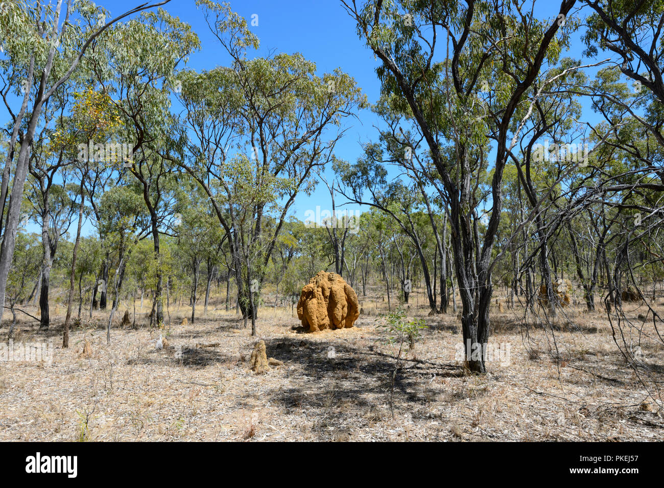 Giant termite mound in the savannah near Chillagoe, Northern Queensland, QLD, Australia Stock Photo