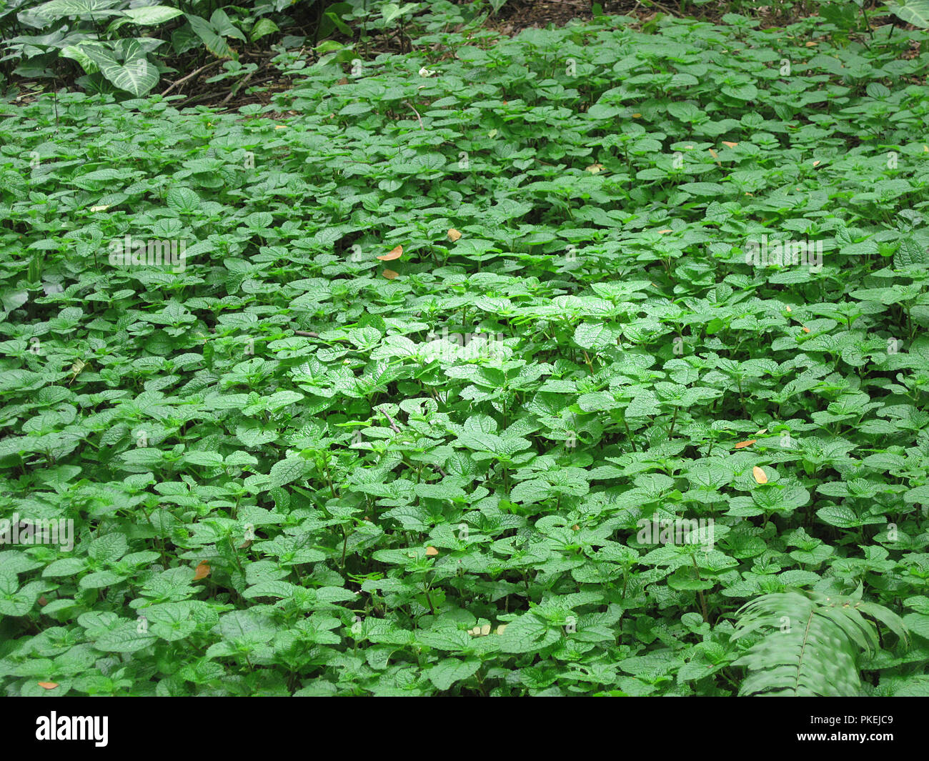 Trees, plants and foliage beautifully growing inside Osho Nalla park in Pune with a ray of sunshine on the plants, Maharashtra, India Stock Photo