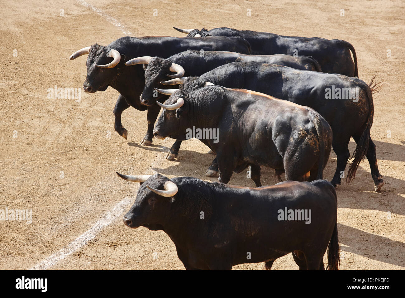 Fighting bulls in the arena. Bullring. Toro bravo. Spain. Horizontal ...