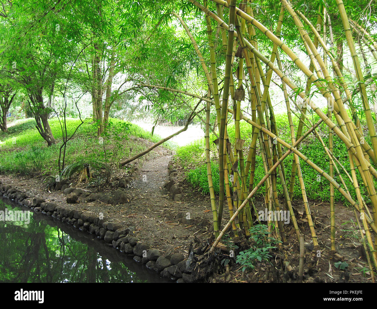 Trees, plants and foliage beautifully growing inside Osho Nalla park in Pune, Maharashtra, India Stock Photo