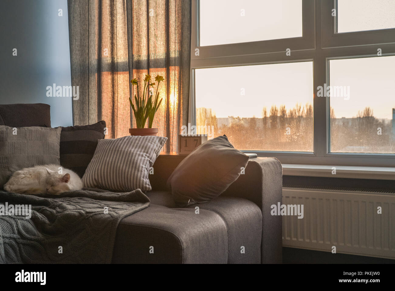 Cozy Family Room With Brown Couch Sleeping Cat And Large Windows