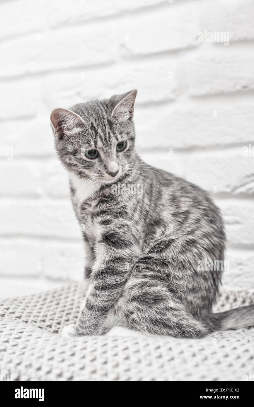 Cute little grey kitten with blue eyes lying on sofa closeup Stock ...