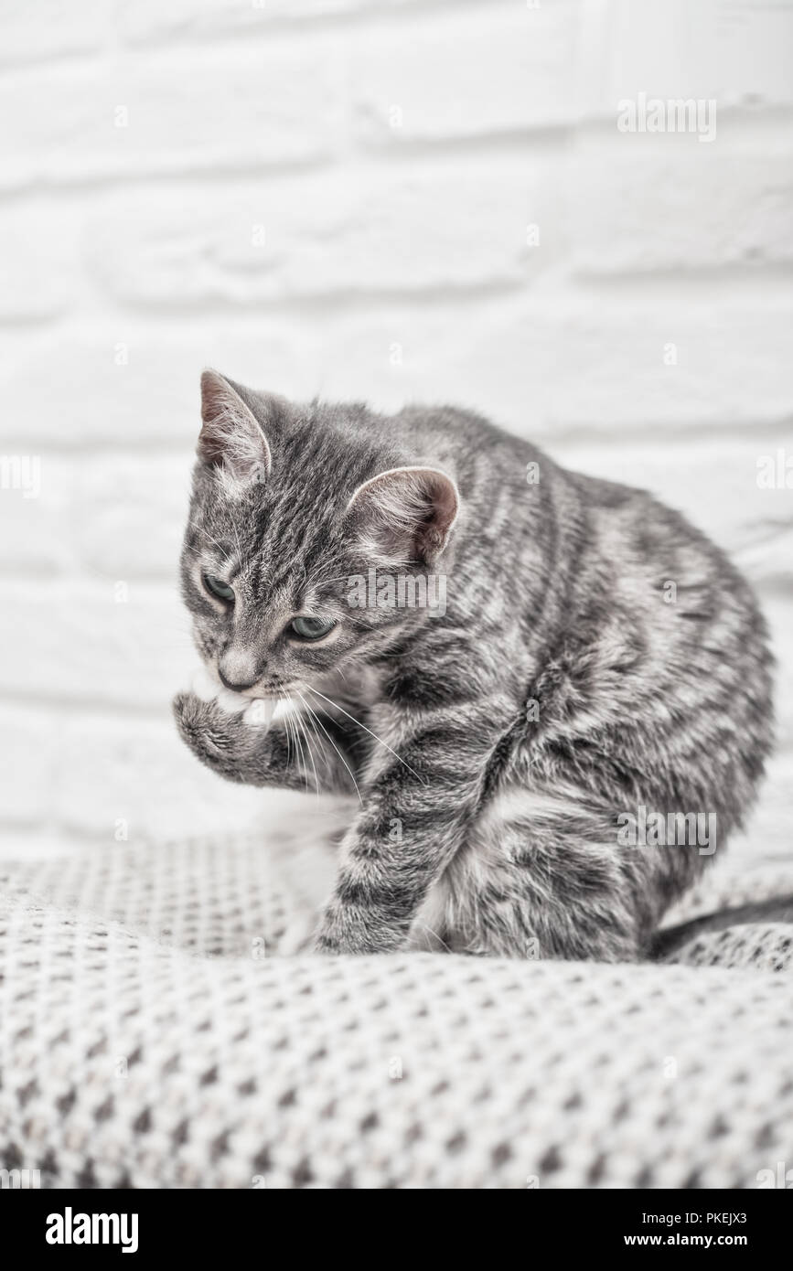 Cute little grey kitten with blue eyes lying on sofa closeup Stock ...