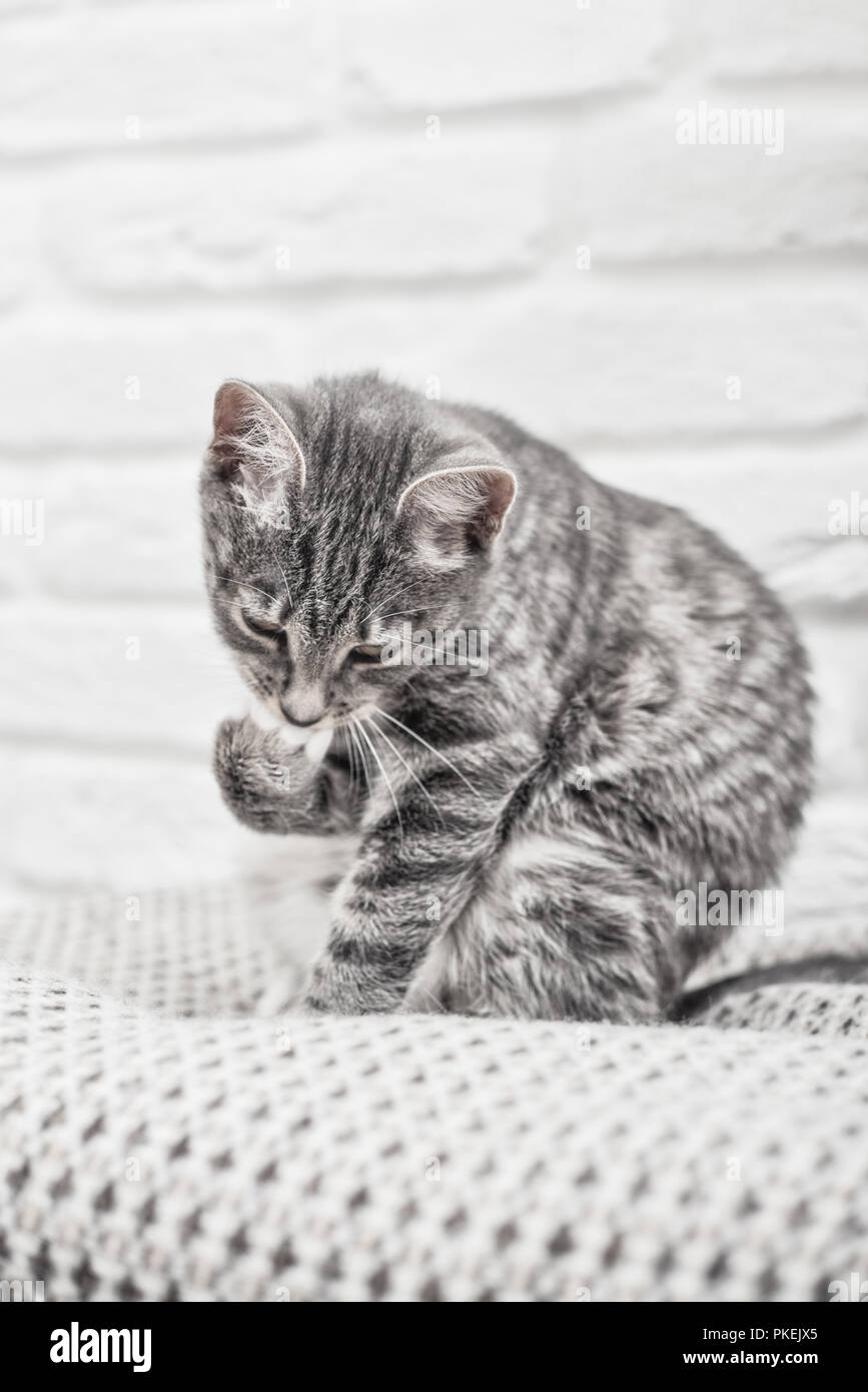 Cute little grey kitten with blue eyes lying on sofa closeup Stock ...