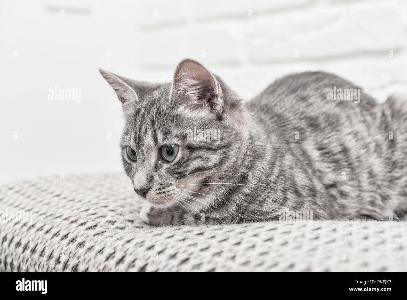 Cute little grey kitten with blue eyes lying on sofa closeup Stock ...