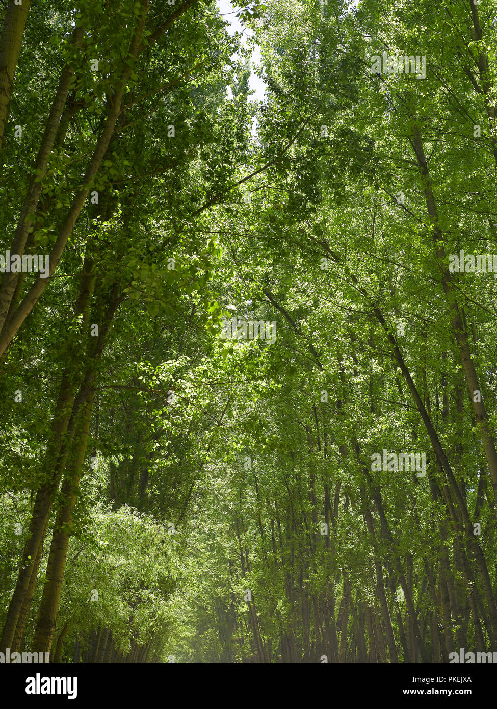 WILLOW TREES, FOREST,SRINAGAR, KASHMIR, INDIA, ASIA Stock Photo Alamy
