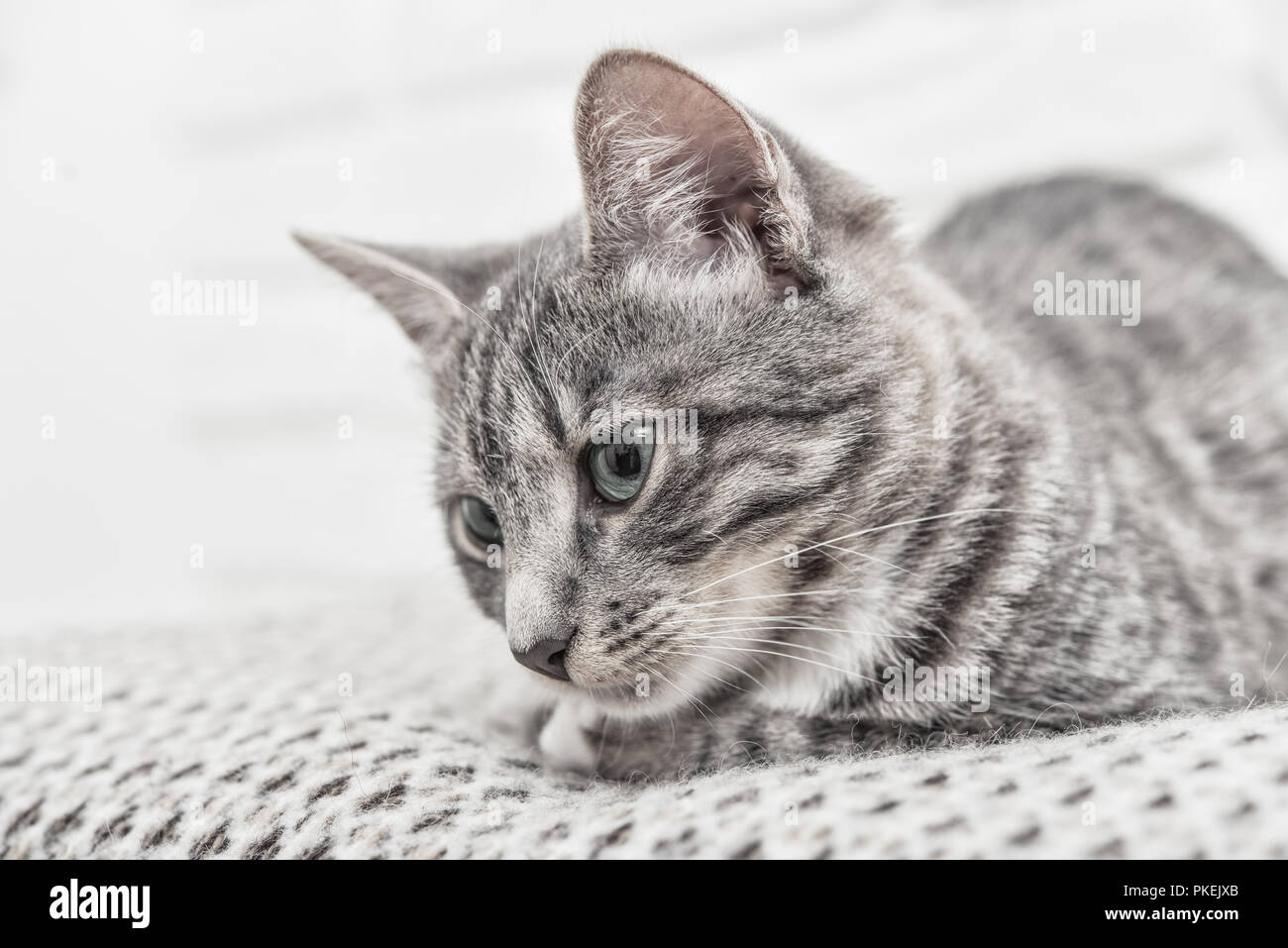 Cute little grey kitten with blue eyes lying on sofa closeup Stock ...