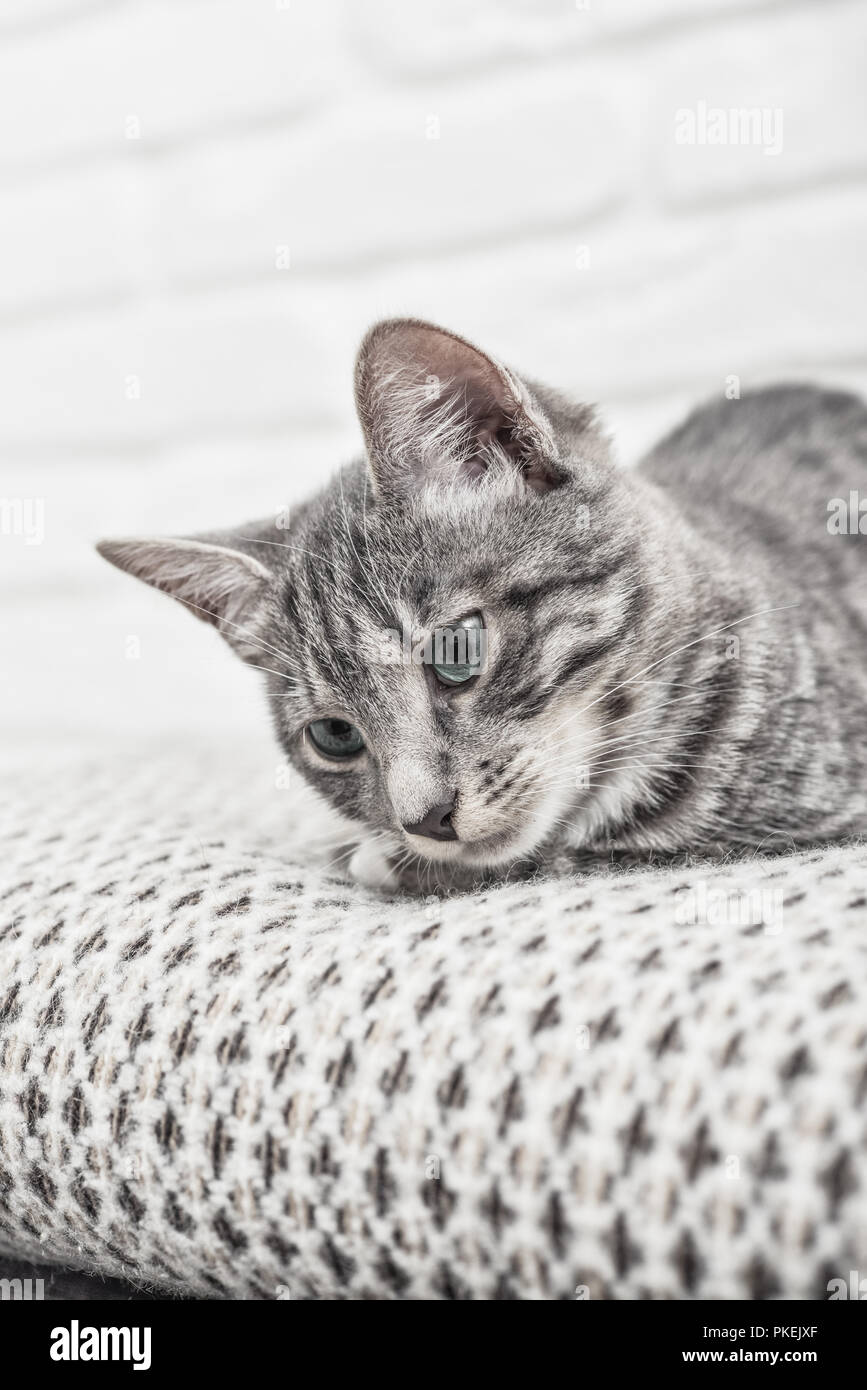 Cute little grey kitten with blue eyes lying on sofa closeup Stock ...