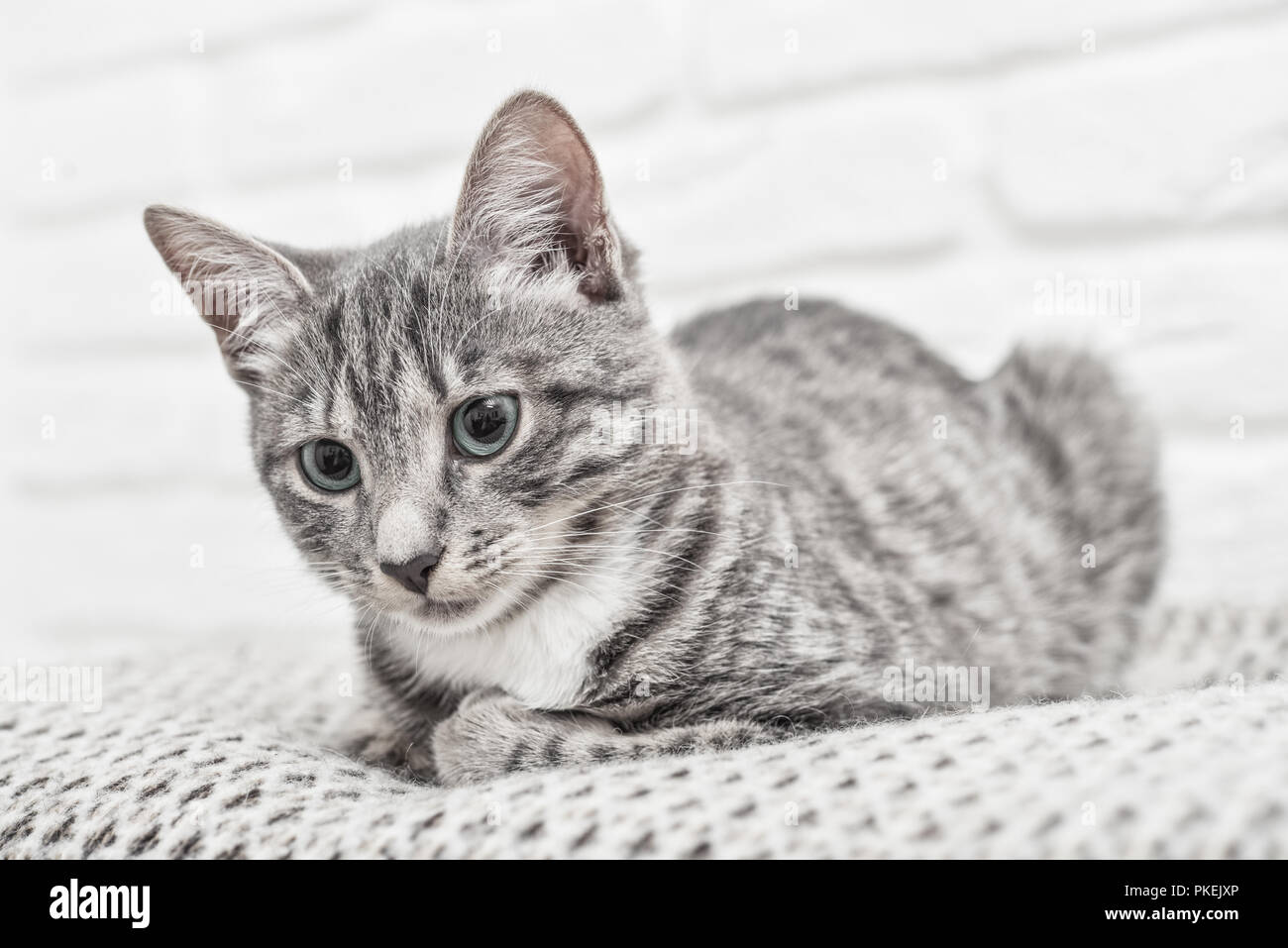 Cute little grey kitten with blue eyes lying on sofa closeup Stock