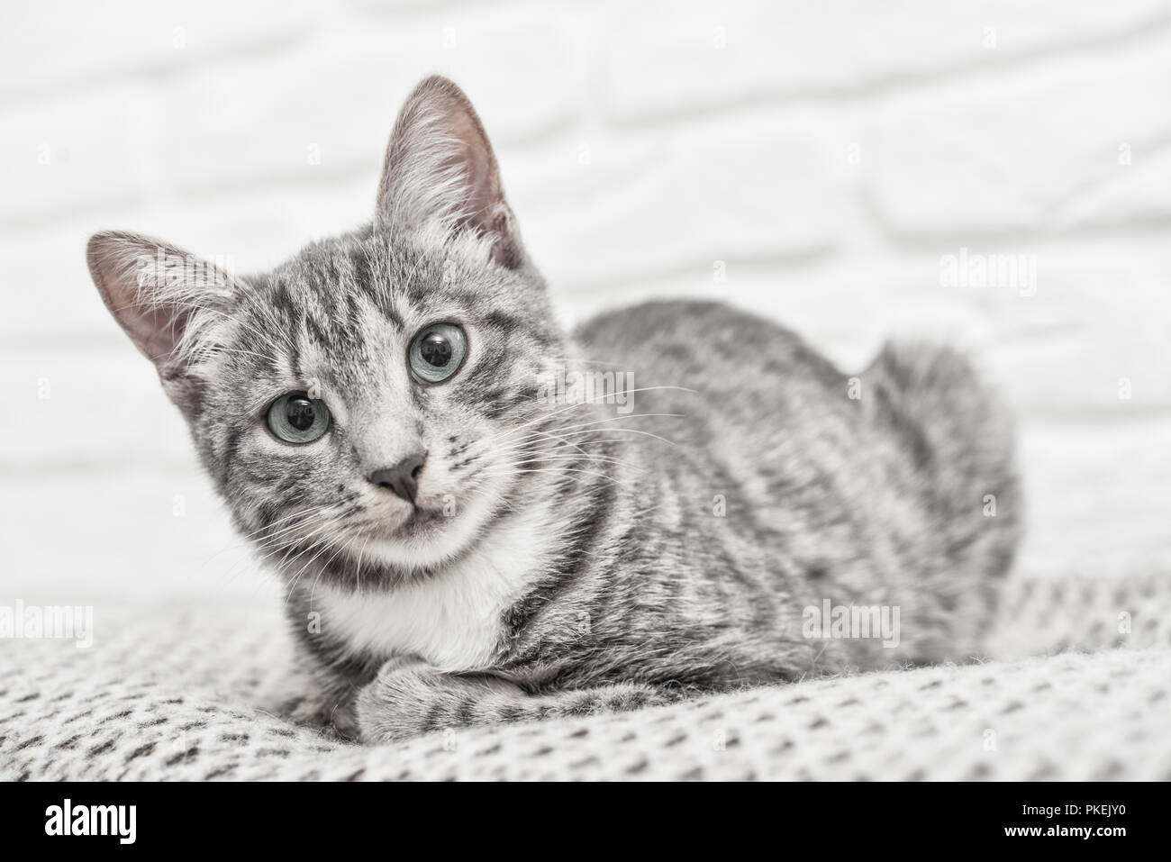 Cute little grey kitten with blue eyes lying on sofa closeup Stock ...