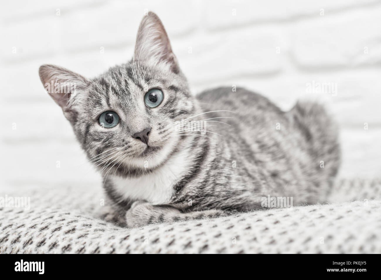 Cute little grey kitten with blue eyes lying on sofa closeup Stock ...