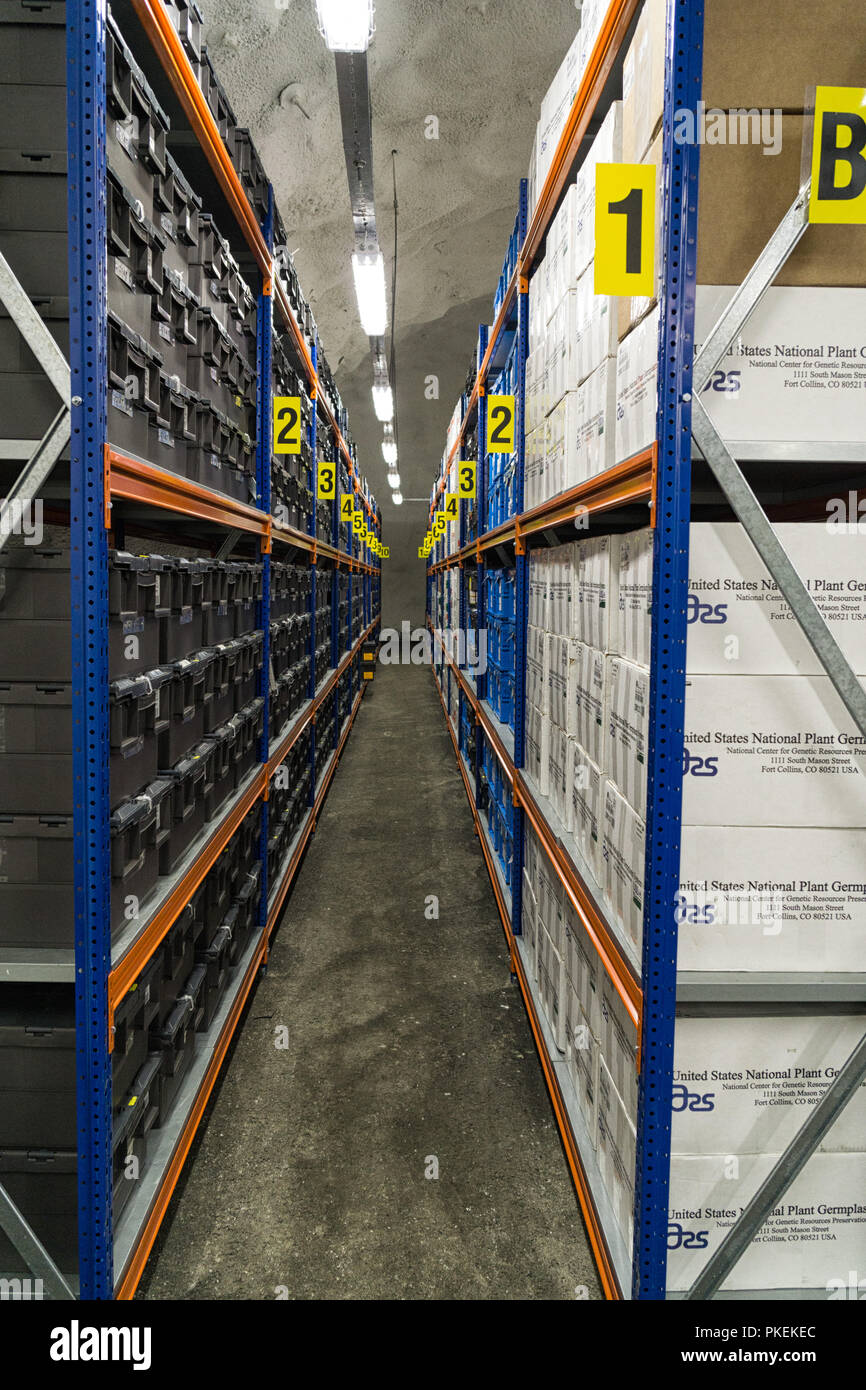 The Svalbard Global Seed Vault. One of the three vault rooms, that is currently used..Regalsystem in einer der 3 Lagerhallen. Stock Photo