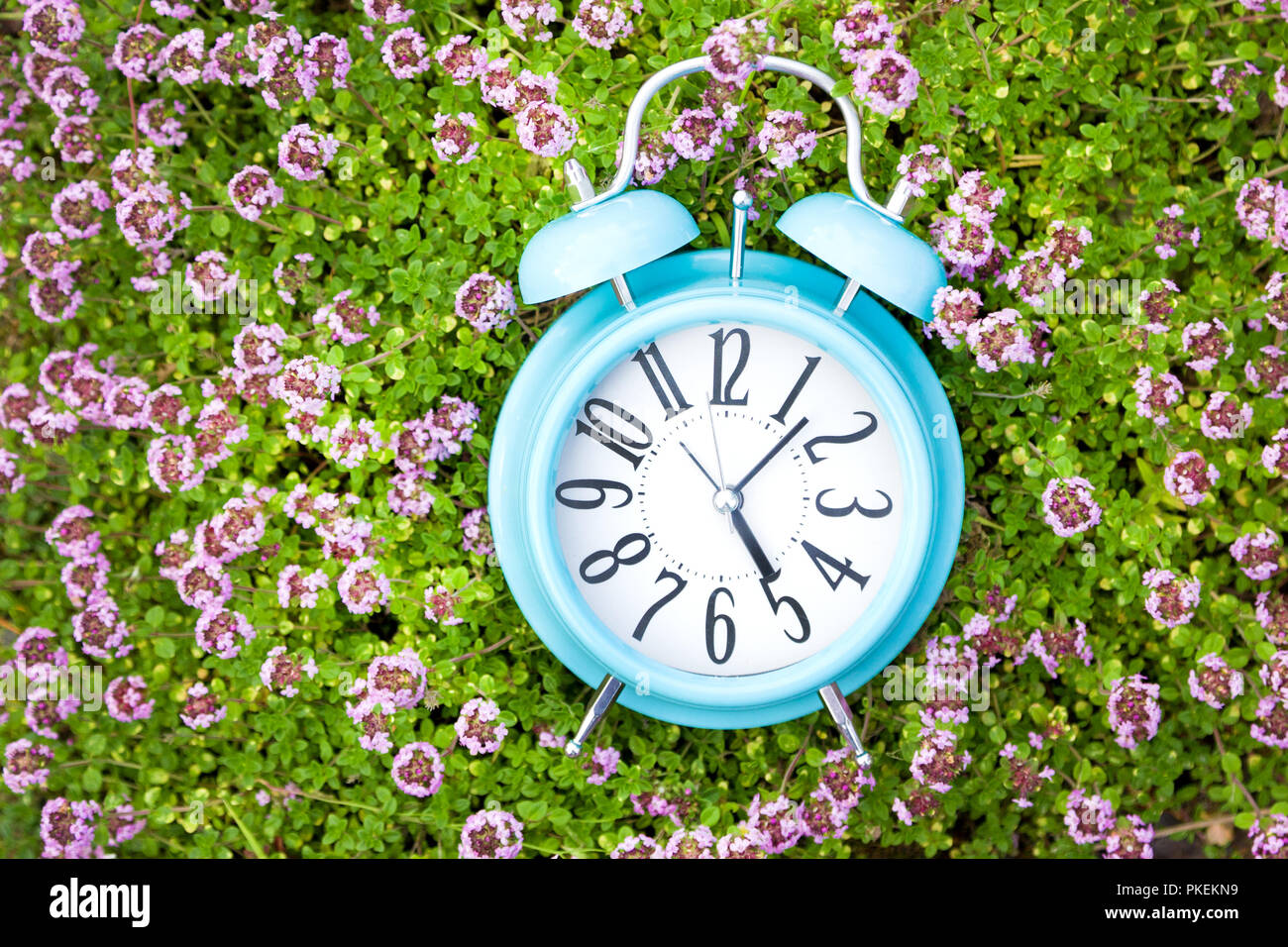 Alarm clock, blue clock in green grass and thyme in summer Stock Photo ...