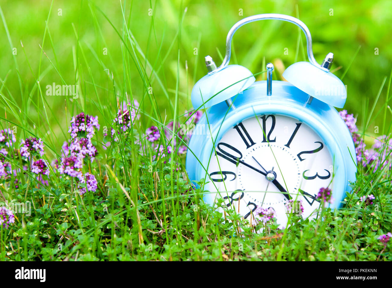 Alarm clock, blue clock in green grass and thyme in summer Stock Photo ...