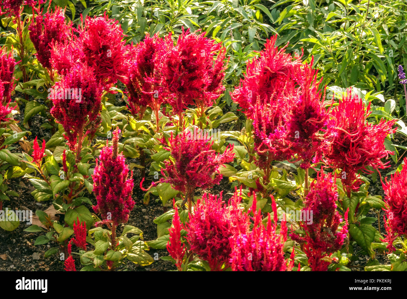 Cockscomb, Red Celosia argentea 'Arrabona' Stock Photo