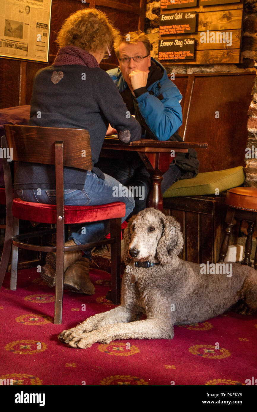 Poodle in a country pub, England, UK Stock Photo