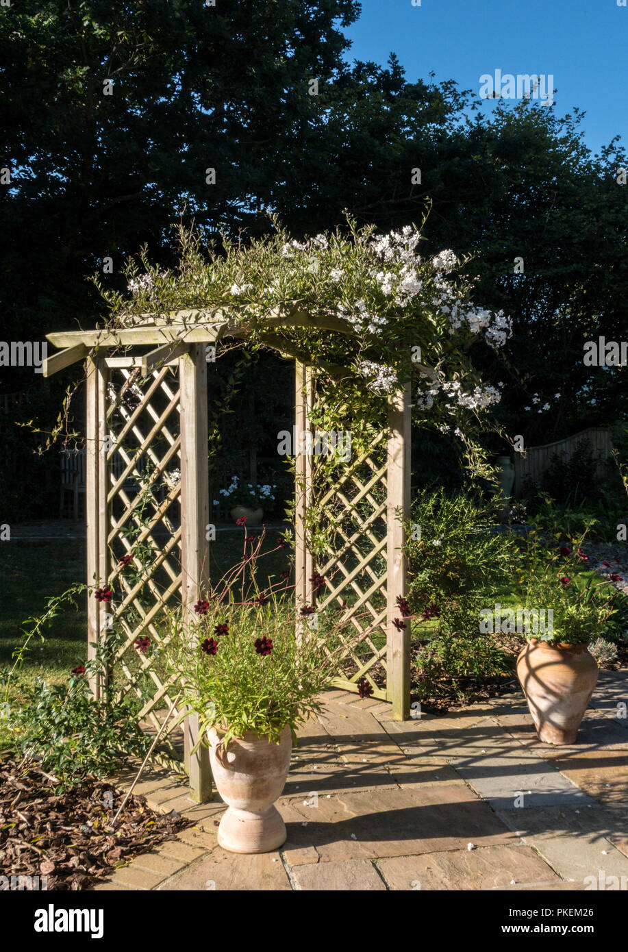 White jasmine flowers growing on a garden arch. Jasminum officinale Stock Photo