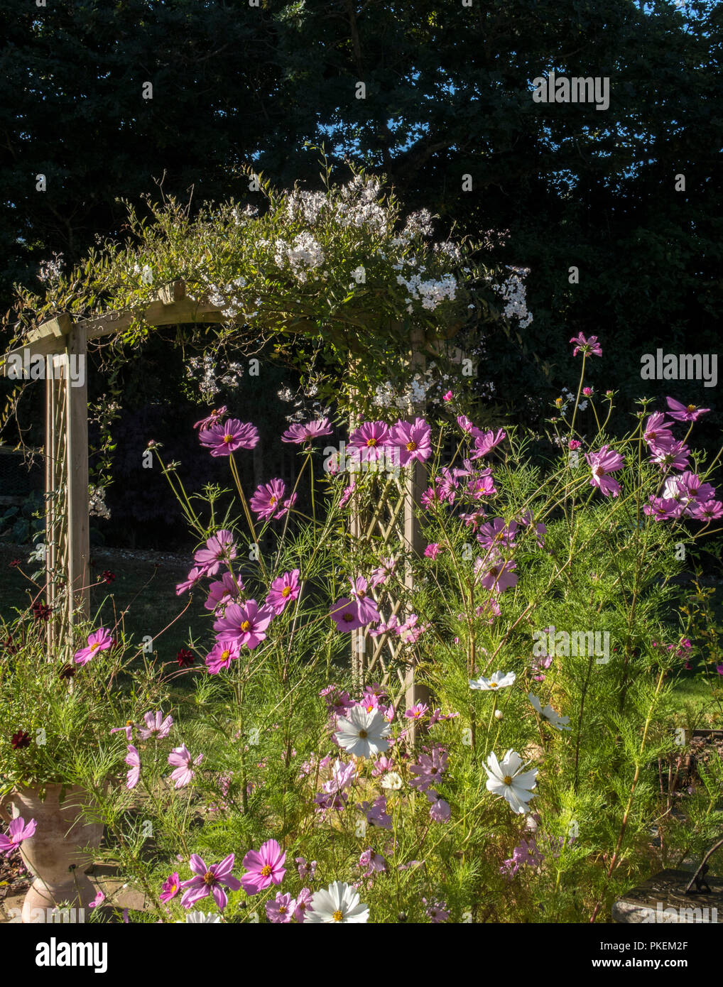 Pink and white cosmos flowrrs with a garden arch of jasmine flowers behind. Jasminum officinale Stock Photo