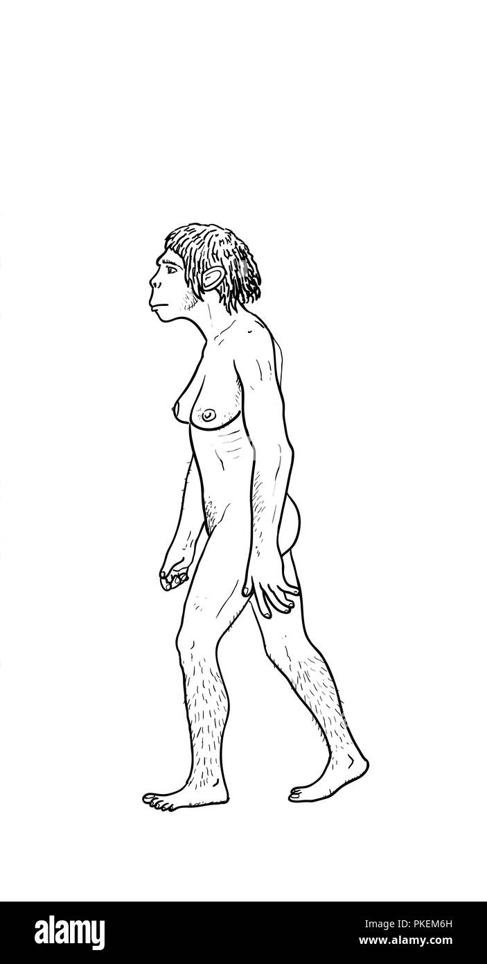 Human evolution digital  illustration, homo erectus, australopithecus,sapiens Stock Photo